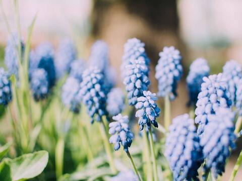 Blühende Blumen im Garten