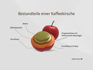 Infografik zeigt die Bestandteile einer Kaffeekirsche, einschließlich Bohne, Silberhäutchen, Kirschhaut, Pergamenthaut, Pektinschicht (Mucilage) und Fruchtfleisch.