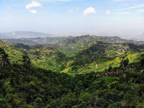 Stark bewaldete Fläche in der Region des Jamaica Blue Mountain