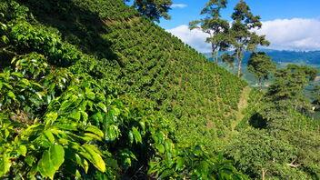 Kaffeeplantage in hoher Lage mit weitem Horizont