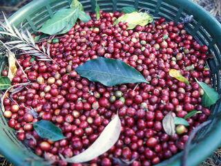 Kaffeekirschen nach ernte im Sack