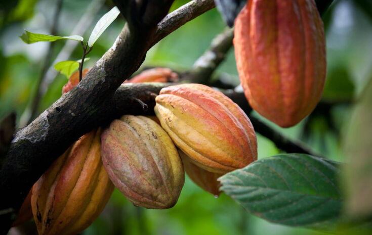 Wie wächst eine Kakaopflanze?