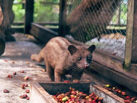 Herstellung von Kopi Luwak Kaffee