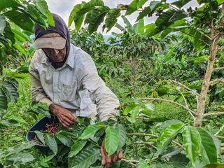 Ein Kaffeebauer pflückt reife Kaffeekirschen von einem Kaffeebaum in einer Plantage, umgeben von grünen Blättern.