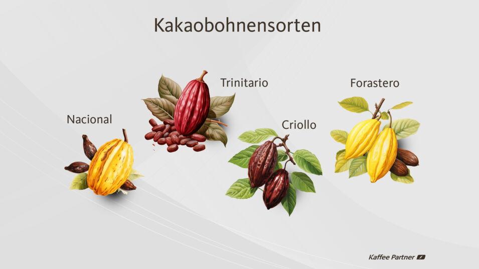Zu sehen sind die Kakaobohnensorten Nacional in fleckig gelb, Trinitario in rot, Criollo in bräunlich und Forastero in gelb