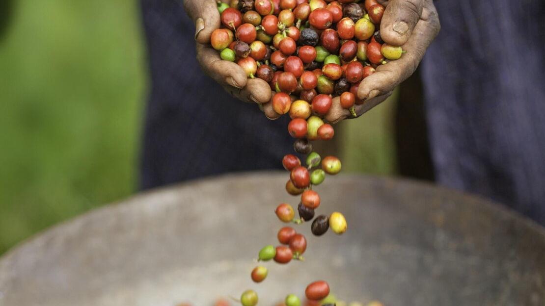 Bio-Kaffee im Anbaugebiet