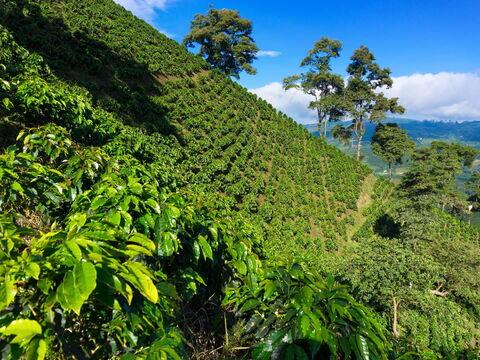 Kaffeeplantage in hoher Lage mit weitem Horizont