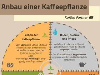 Infografik Anbau Kaffeepflanze