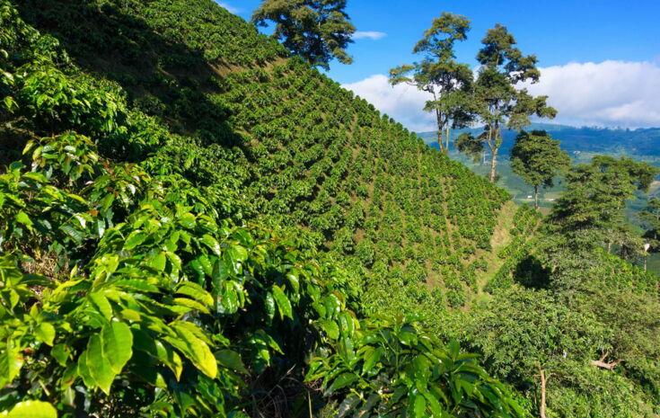Kaffeeplantage in hoher Lage mit weitem Horizont