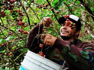 Ein Plantagenarbeiter pflückt reife Kaffeekirschen vom Kaffeebaum per Hand