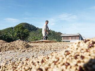 Bauer trocknet und wendet geschälte Kaffeebohnen in der Sonne