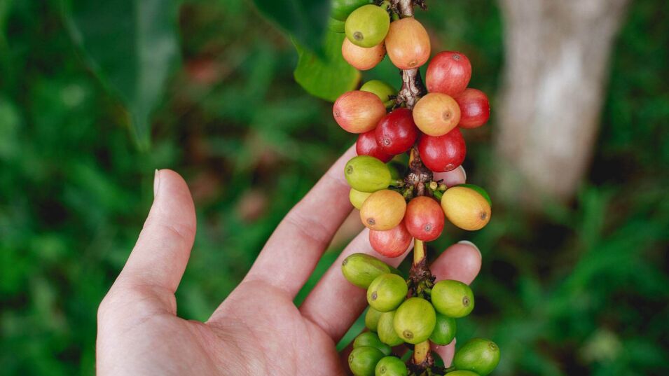Hand-die-Zweig-von-Kaffeepflanze-haelt