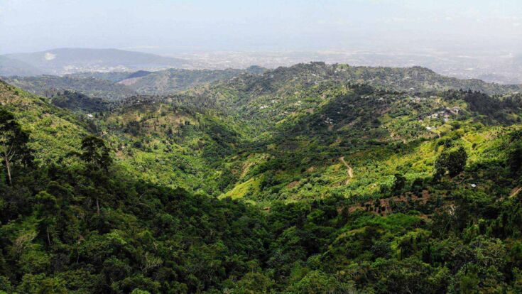 Stark bewaldete Fläche in der Region des Jamaica Blue Mountain