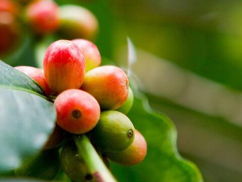 Reifende Kaffeekirschen am Strauch