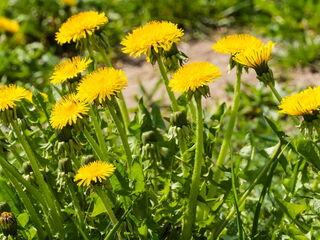 Ein Feld mit Löwenzahnblumen