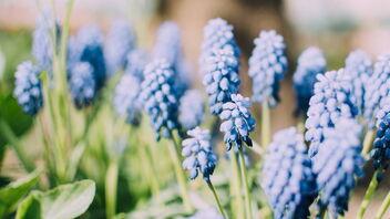 Blühende Blumen im Garten