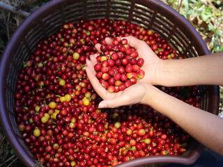 Ernte von frischen Kaffeekirschen in Costa Rica – Rohkaffee für die Weiterverarbeitung