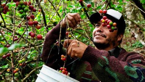 Ein Plantagenarbeiter pflückt reife Kaffeekirschen vom Kaffeebaum per Hand