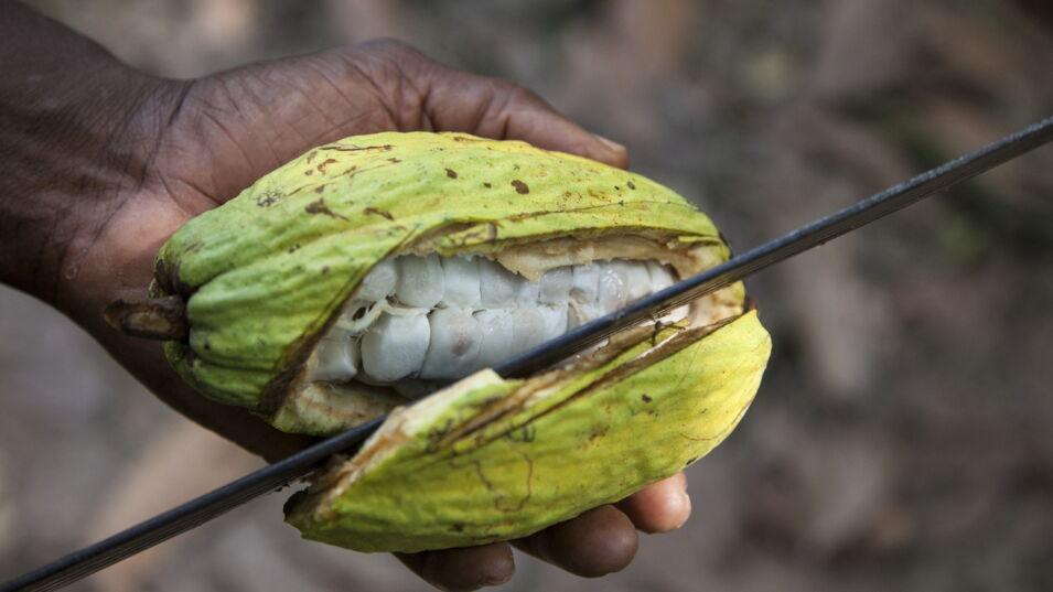 Kakaopflanze wird aufgeschnitten