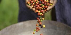 Bio-Kaffee im Anbaugebiet