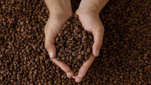 Hand hält viele geröstete Kaffeebohnen