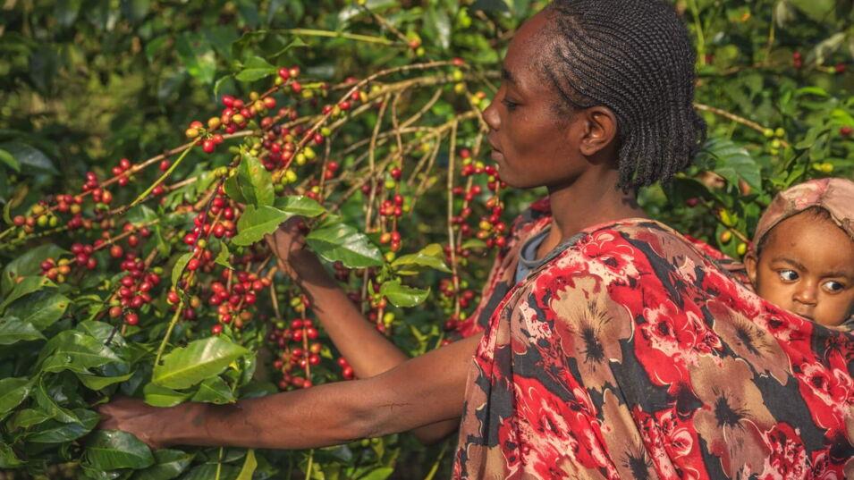 Junge afrikanische Frau sammelt reife Kaffeekirschen aus Kaffeepflanze und trägt dabei ihr kleines Baby auf dem Rücken