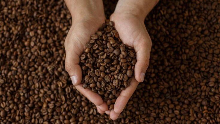 Hand hält viele geröstete Kaffeebohnen