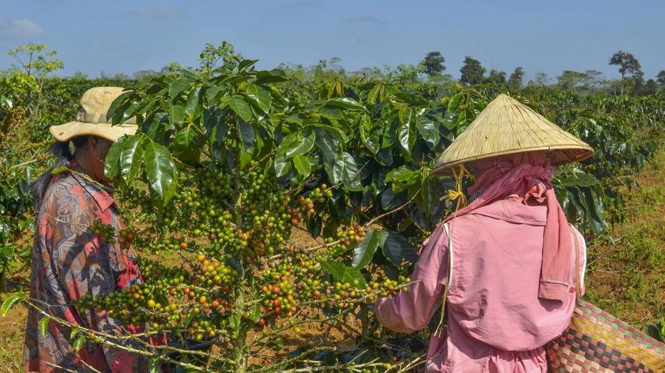 Weibliche Landwirte pflücken Kaffeekirschen per Hand